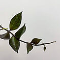 IMG_9806
