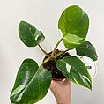 IMG_9809