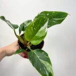 Philodendron White Princess Variegated 12cm pot
