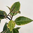 IMG_9929
