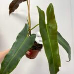 Philodendron Billietiae X Atabapoense 12cm pot