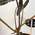 IMG_9942