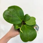 Hoya Kerrii Full Plant 10cm pot