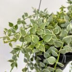 Dischidia Ruscifolia Variegated Million Hearts 10cm pot