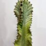 euphorbia ingens variegata ghost cactus 17cm pot