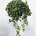 hoya curtisii wax plant 14cm pot