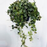Hoya Curtisii Wax Plant 14cm pot