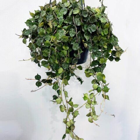 hoya curtisii wax plant 14cm pot