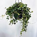 hoya curtisii wax plant 14cm pot