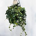 hoya curtisii wax plant 14cm pot