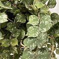 hoya curtisii wax plant 14cm pot