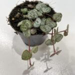 String of Hearts Ceropegia Woodii 6cm pot