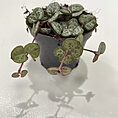 string of hearts ceropegia woodii 6cm pot