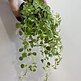 peperomia prostata string of turtles 6cm pot