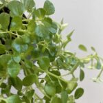 Pilea Depressa Baby Tears 8cm pot