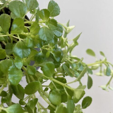 peperomia prostata string of turtles 6cm pot