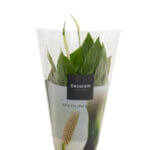 Peace Lilies and Planters for Cologin
