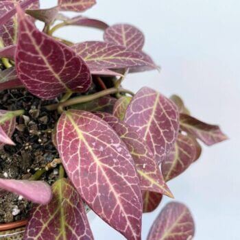 Tropical houseplant leaves with vibrant colours in terracotta pots, indoors, blurred background.