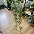 IMG_0899