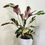 Simple White Planter 16cm
