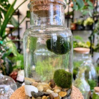 Marimo Moss Two Balls Bottle With Cork Marimo Moss easy care 2