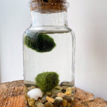 Marimo Moss Two Balls Bottle With Cork Marimo Moss easy care