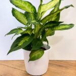 Simple White Planter 14cm