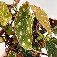 IMG_1291