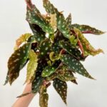 Begonia Leaf Pseudolubbersii Silver Spot 12cm pot