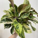 Calathea Yellow Fusion 14cm pot