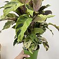 IMG_1322