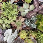 Succulent & Sedum Variety 8cm pot