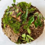 Handmade Bio-Active Terrarium Begonia Amphioxus Plant COLLECTION ONLY