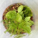 Handmade Bio-Active Terrarium Lime Nerve Plant COLLECTION ONLY
