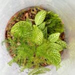 Handmade Bio-Active Terrarium Lime Nerve Plant COLLECTION ONLY