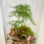 Handmade Bio-Active Terrarium Pink Nerve Plant COLLECTION ONLY