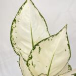 Aglaonema White Joy Chinese Evergreens 12cm pot