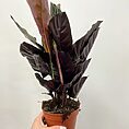 IMG_1806