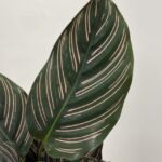 Calathea Ornata Sanderiana Pink Stripe 12cm pot