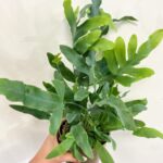 Blue Star Fern Phlebodium Aureum 12cm pot