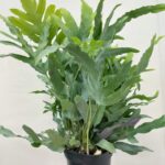 Blue Star Fern Phlebodium Aureum 14cm pot