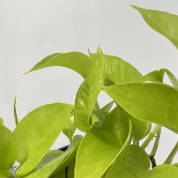 Epipremnum Aureum Neon Pothos