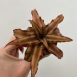 Cryptanthus Earth Star 5.5cm pot - Rose