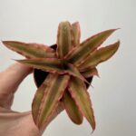 Cryptanthus Earth Star 5.5cm pot - Pink