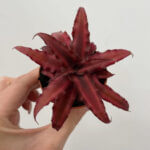 Cryptanthus Earth Star 5.5cm pot - Cherry