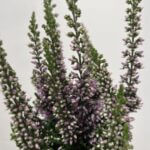 Heather Calluna 'Kids Twins' 6cm pot