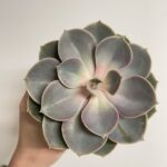 Echeveria Von Nurnberg Succulent 8cm pot