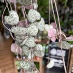 String Of Hearts Ceropegia Woodii Large 14cm pot 70cm long