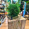 IMG_2654-EDIT