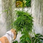 Rhipsalis Cassutha Mistletoe Cactus 17cm pot